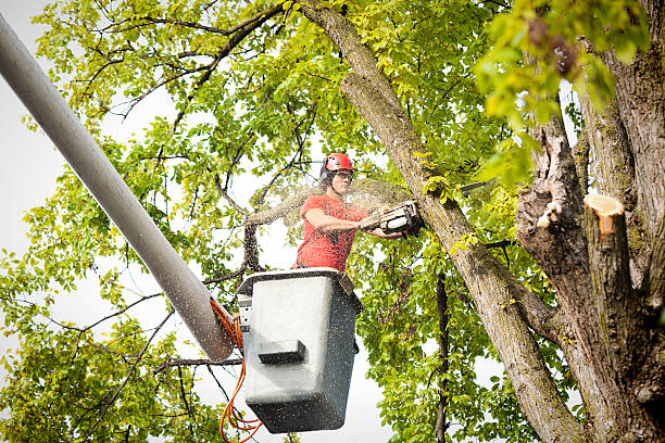 Best Tree Removal  in Whitmore Lake, MI